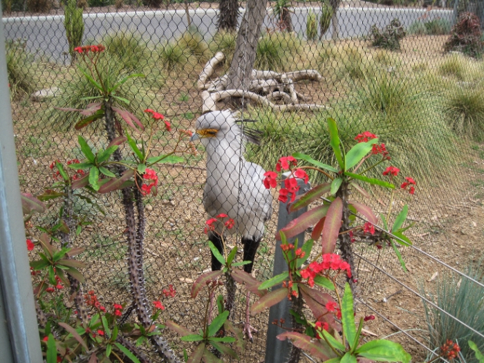 Secretary Bird